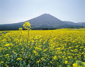カタライザー　生駒岳と菜の花